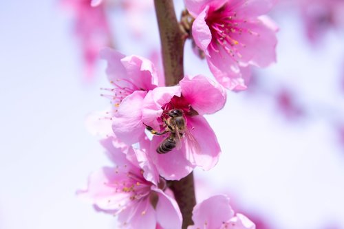 bee  nectar  peach blossom