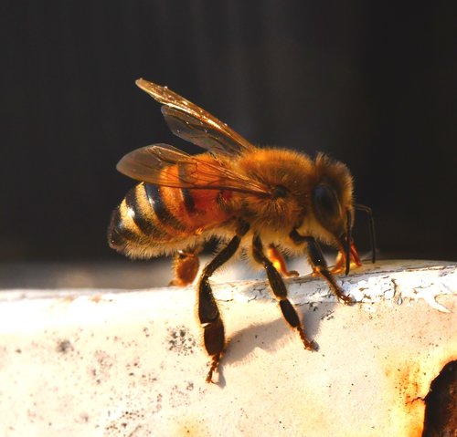 bee  insect  honey