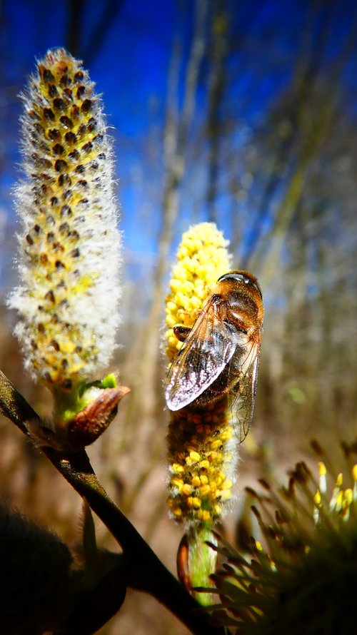 bee  nature  close up