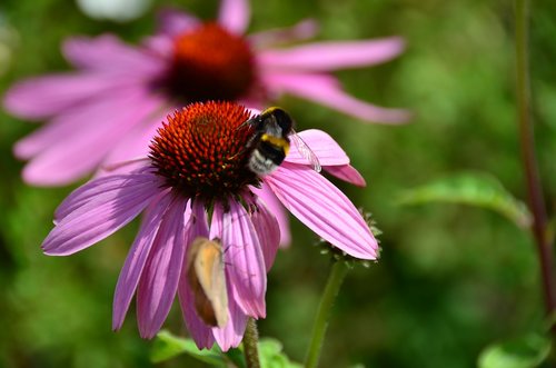 bee  summer  coneflower