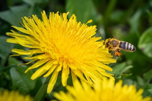 bee  pollen  nectar
