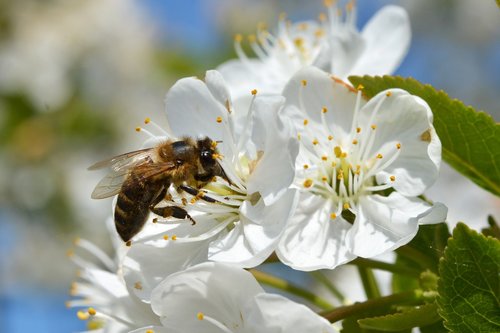 bee  honey  bees