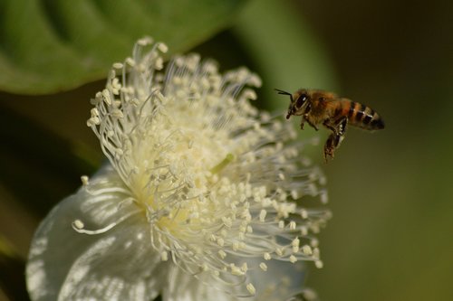 bee  pollen  insects