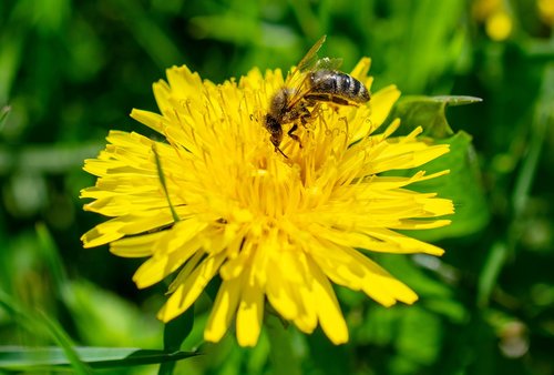 bee  dandelion  insect