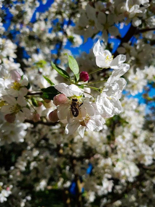 bee  flower  white