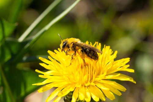 bee  pollen  honey bee