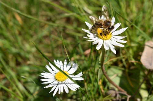 bee  flower  pollination