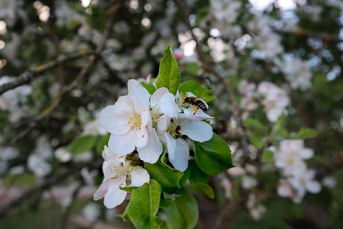 bee  flower  blossom
