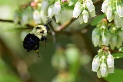 bee  spring  nature