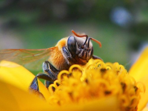 bee  pollen  pollination