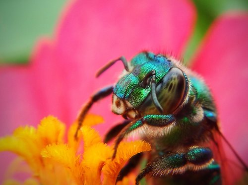 bee  macro  pollen