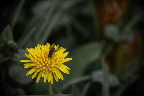 bee  dandelion  flower