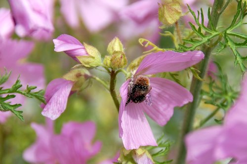 bee  pollen  flower