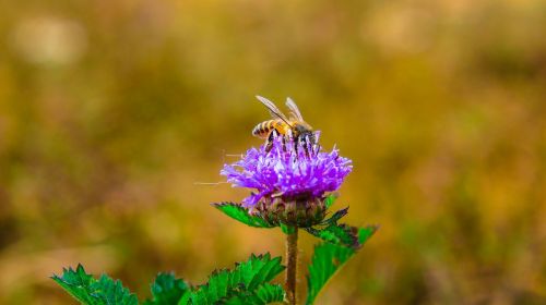 bee background macro