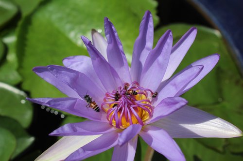 bee  flower  purple