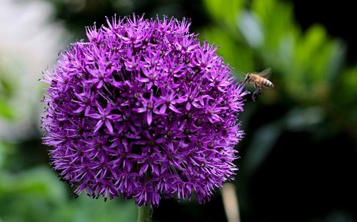 bee  allium purple sensation  flower