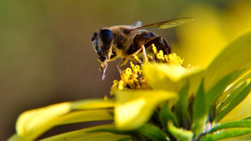 bee  blossom  bloom