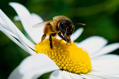 bee  bumble bee  insect