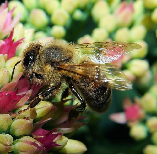 bee blossom bloom