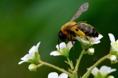 bee  pollination  garden