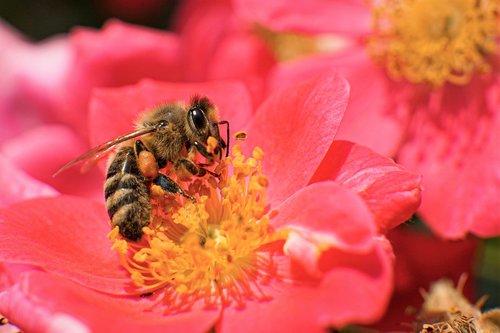 bee  honey bee  pollination