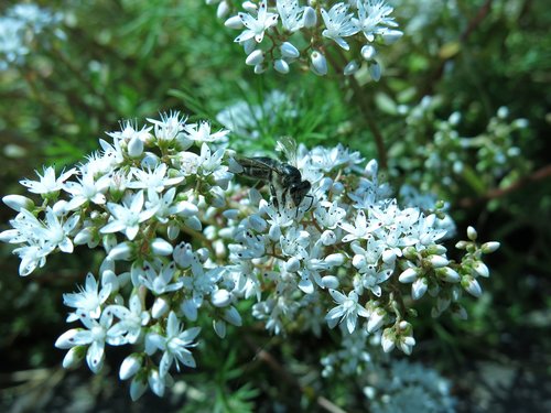 bee  white stonecrop  sedum album