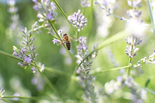 bee  lavender  insect