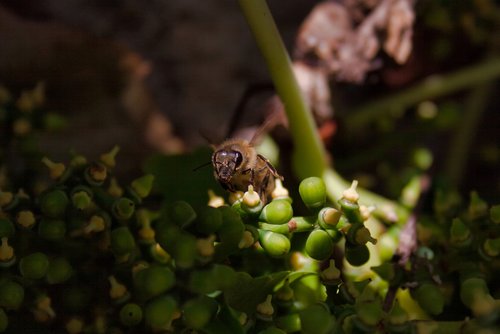 bee  vine  sugaring