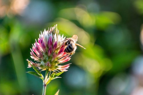 bee  flower  plant