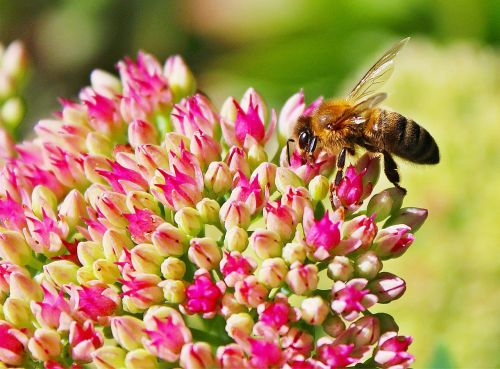 bee blossom bloom