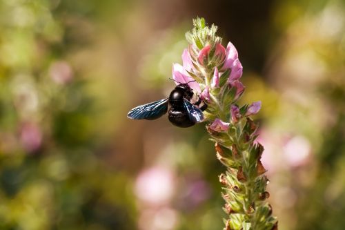 bee animal nature