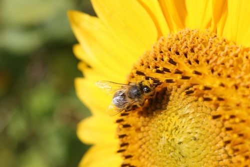 bee sun flower yellow