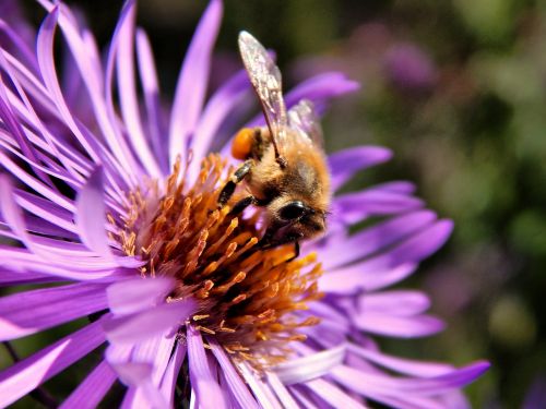 bee pollen macro