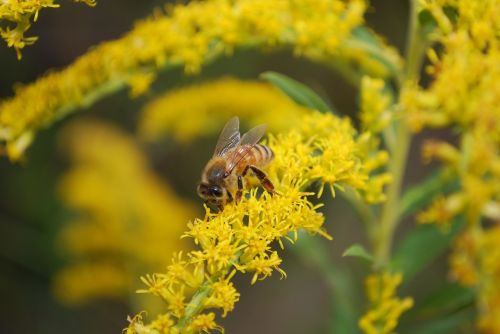 bee pollen insect