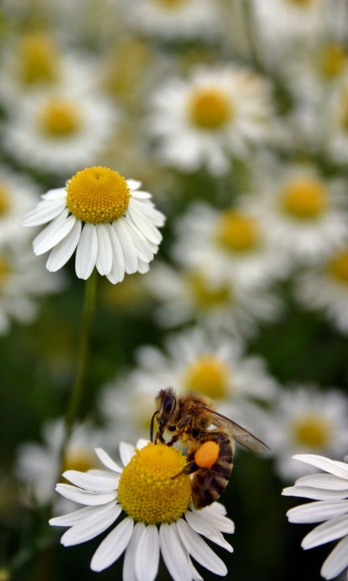 bee honey bee pollen