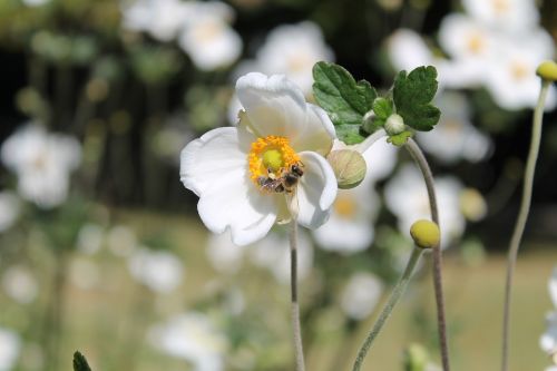 bee flower white