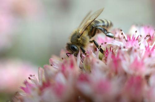 bee summer stonecrop