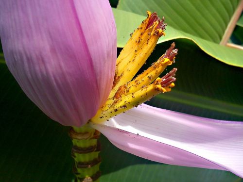 bee banana tree garden