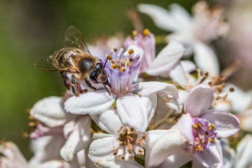 bee flower blossom