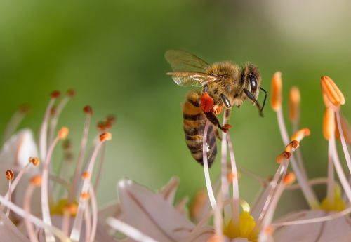 bee spring flower