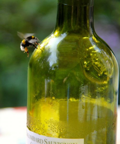 bee bottle honey bee