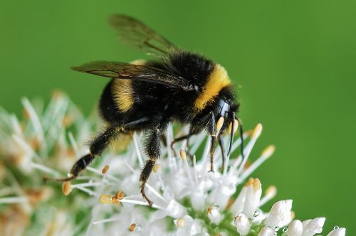 bee bumblebee flower
