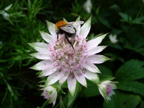 bee flower garden