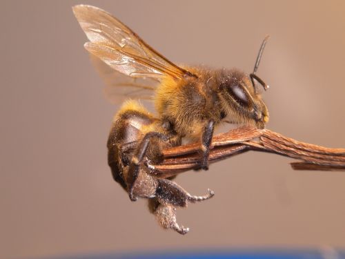 bee insect flower