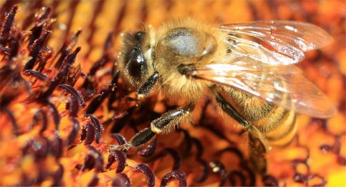 bee macro sun flower