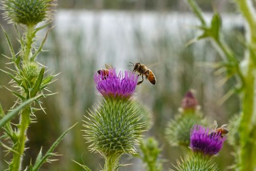 bee thistle macro