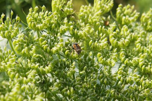 bee pollination pollen