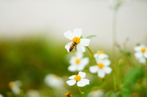 bee flowers and plants ecology