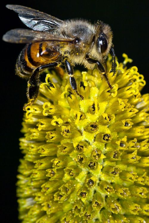bee yellow flower