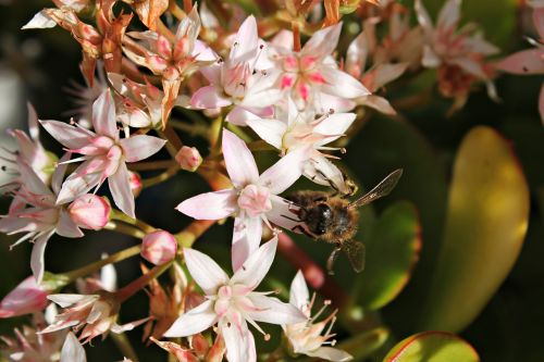 bee flower pistils